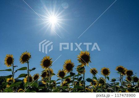 真夏の太陽と満開のヒマワリの花とコピースペース 117478900