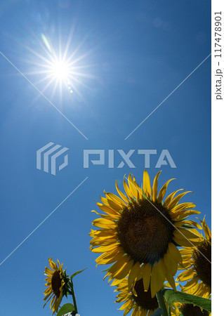 真夏の太陽と満開のヒマワリの花とコピースペース 真夏の太陽と満開のヒマワリの花とコピースペース 117478901