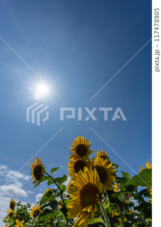 真夏の太陽と満開のヒマワリの花とコピースペース 117478905