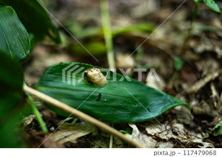 モノアラガイ　物洗貝　巻貝　北海道　天売島　Jay 117479068
