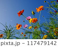 秋空に映えるコスモス 117479142