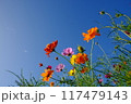 秋空とコスモス 117479143