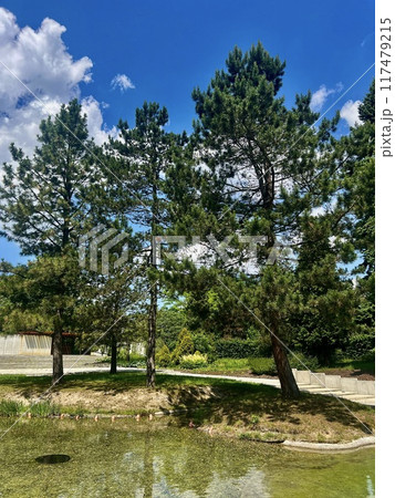 Pine trees in a park on a background of blue sky. 117479215