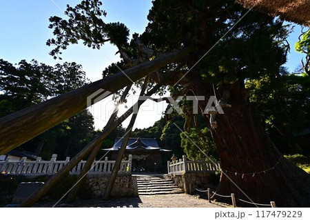 玉若酢命神社の八百杉 玉若酢命神社の八百杉 117479229