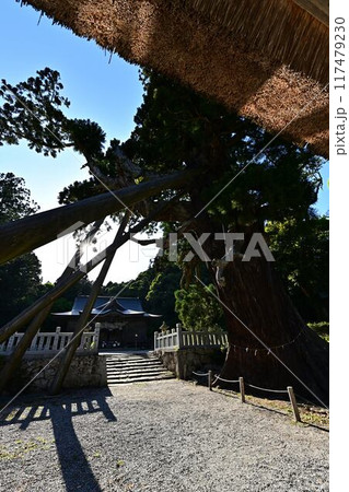 玉若酢命神社の八百杉 玉若酢命神社の八百杉 117479230