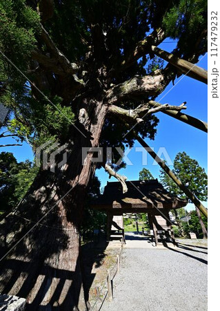 玉若酢命神社の八百杉 117479232