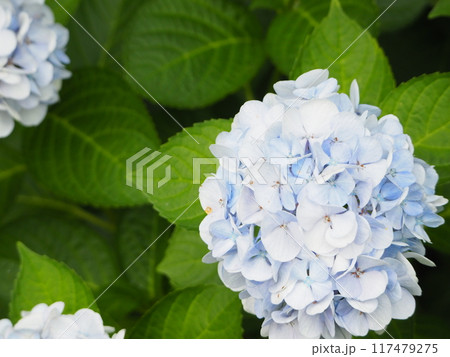 水色のアジサイの花 水色のアジサイの花 117479275