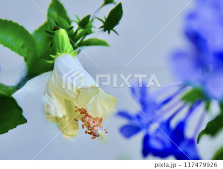 真夏の玄関先に一瞬の涼風を感じる。 真夏の玄関先に一瞬の涼風を感じる。 117479926