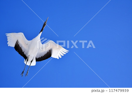 タンチョウ 117479939