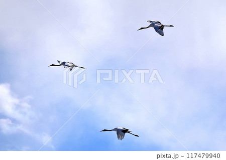 タンチョウ 117479940