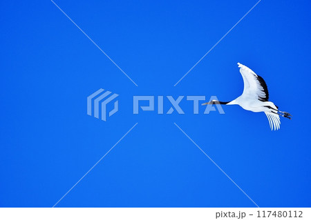 タンチョウ タンチョウ 117480112