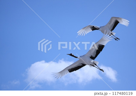 タンチョウ タンチョウ 117480119