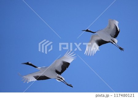 タンチョウ タンチョウ 117480121