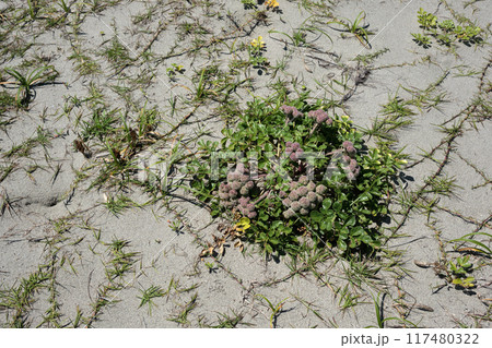 ハマボウフウの実 ハマボウフウの実 117480322