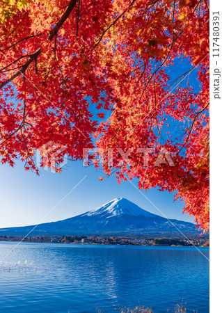 【山梨県】河口湖畔の紅葉と富士山 【山梨県】河口湖畔の紅葉と富士山 117480391