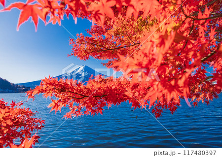【山梨県】河口湖畔の紅葉と富士山 117480397