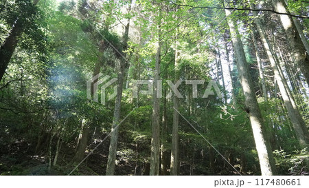 夏の登山道での写真 117480661