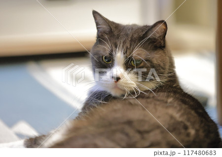 ハチワレねこ ハチワレねこ 117480683