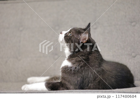 ハチワレねこ ハチワレねこ 117480684