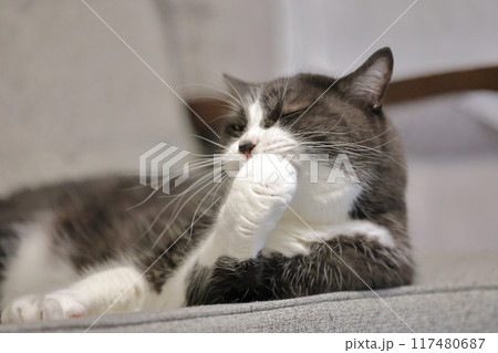 ハチワレねこ ハチワレねこ 117480687