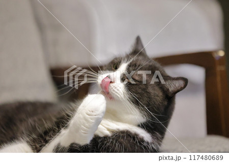 ハチワレねこ ハチワレねこ 117480689