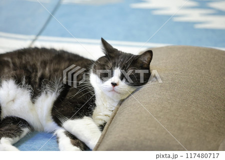 ハチワレねこ 117480717