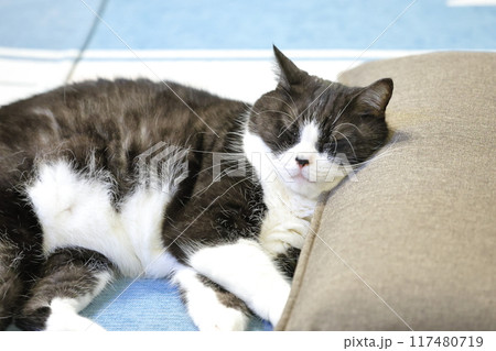 ハチワレねこ 117480719