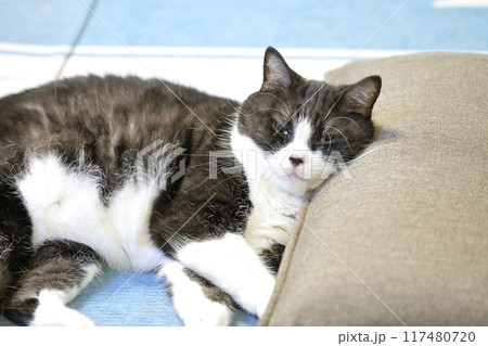 ハチワレねこ ハチワレねこ 117480720