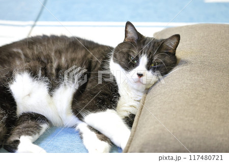 ハチワレねこ 117480721