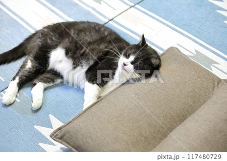 ハチワレねこ 117480729