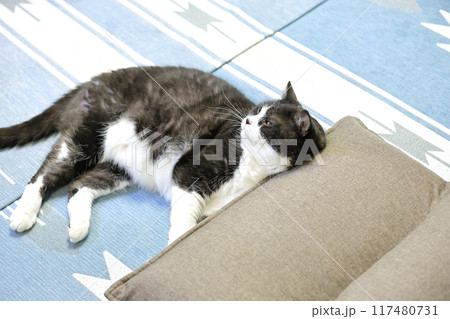 ハチワレねこ ハチワレねこ 117480731