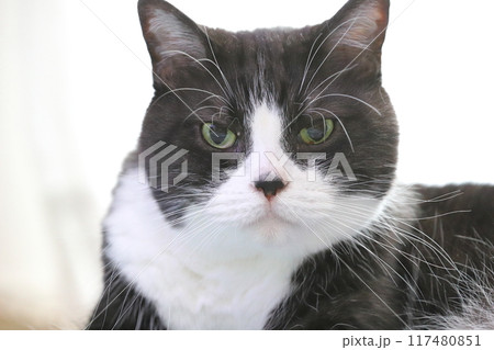 ハチワレねこ 117480851