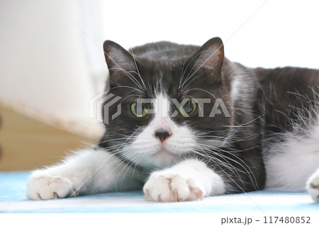 ハチワレねこ ハチワレねこ 117480852