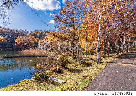 【長野県】蓼科・女神湖　湖畔の紅葉 117480922
