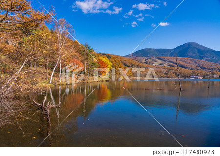 【長野県】蓼科・女神湖　湖畔の紅葉 117480923