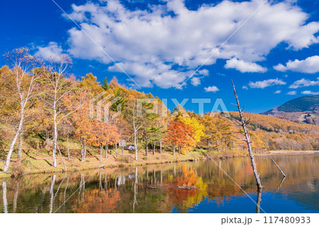 【長野県】蓼科・女神湖　湖畔の紅葉 117480933