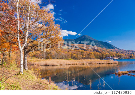 【長野県】蓼科・女神湖　湖畔の紅葉 117480936