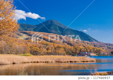 【長野県】蓼科・女神湖 湖畔の紅葉 【長野県】蓼科・女神湖 湖畔の紅葉 117480937