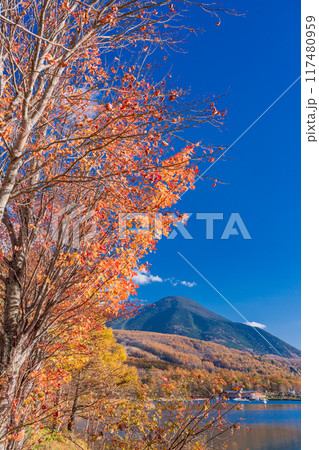 【長野県】蓼科・女神湖 湖畔の紅葉 【長野県】蓼科・女神湖 湖畔の紅葉 117480959