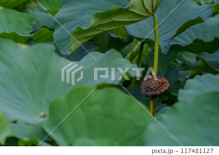 蓮の花托 117481127