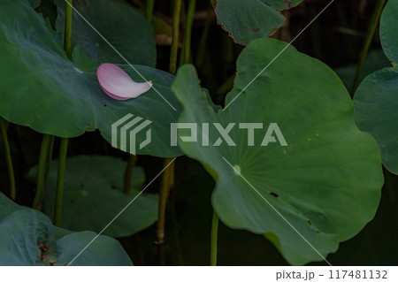 ハスの花びら ハスの花びら 117481132