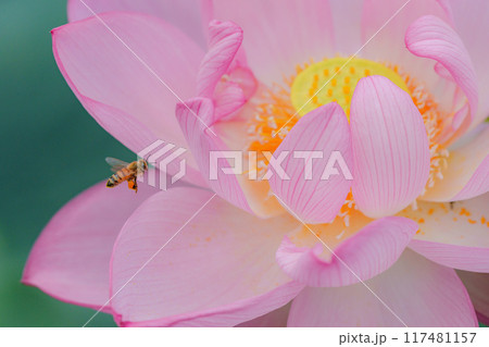 ハスとセイヨウミツバチ 117481157