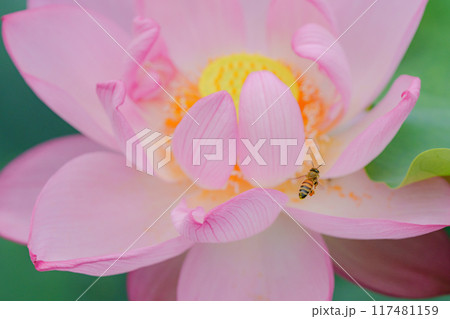 ハスとセイヨウミツバチ 117481159