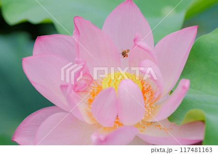 ハスとセイヨウミツバチ ハスとセイヨウミツバチ 117481163