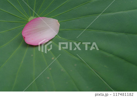 蓮の葉に落ちた蓮の花びら 117481182