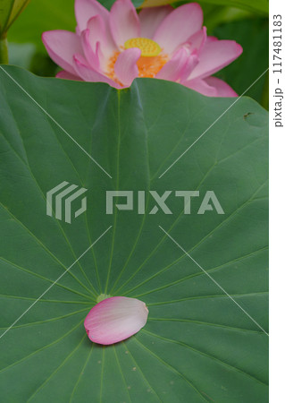 蓮の葉に落ちた蓮の花びら 蓮の葉に落ちた蓮の花びら 117481183