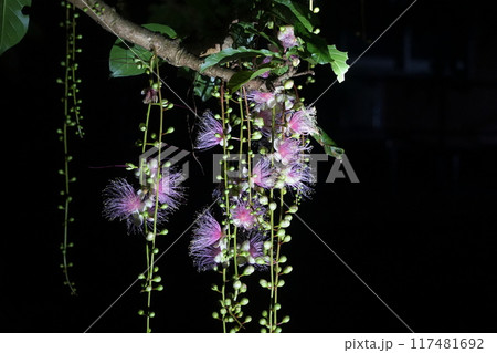 夜に咲く西表島のサガリバナ　7月西表島04サガリバナ04(夜)・沖縄八重山諸島 117481692