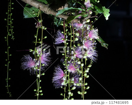 夜に咲く西表島のサガリバナ　7月西表島04サガリバナ04(夜)H4.3・沖縄八重山諸島 117481695