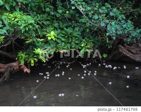 西表島・浦内川のサガリバナ 7月西表島07サガリバナ(朝)・浦内川クルーズ・沖縄八重山諸島 西表島・浦内川のサガリバナ 7月西表島07サガリバナ(朝)・浦内川クルーズ・沖縄八重山諸島 117481708