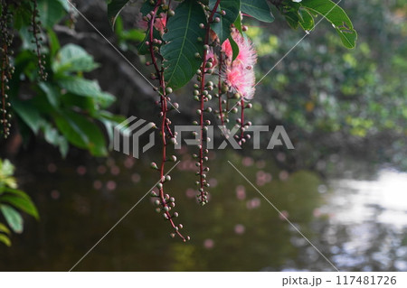 西表島・浦内川のサガリバナ　7月西表島19サガリバナ(朝)・浦内川クルーズ・沖縄八重山諸島 117481726